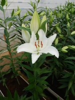 [4292 Sambuca VWS No01.JPG]